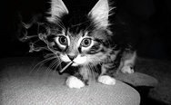 A smoking cat