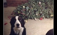 Dog and christmas tree. I swear, someone set me up.