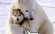 Polar bear and husky. I will love him, pet him, squeeze him, and call him George.