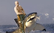 Meanwhile in Russia. Putin on the shark.