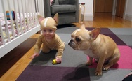 Baby in a dog costume