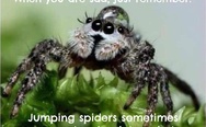 Jumping spiders sometimes wear water droplets as hats